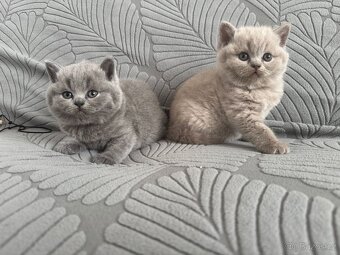 Britský kocourek ke krytí - 9