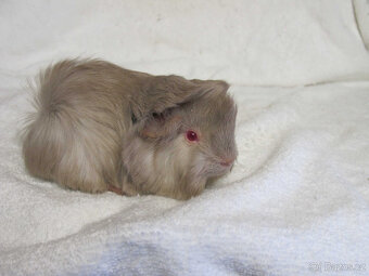 Morče peruánec - 9