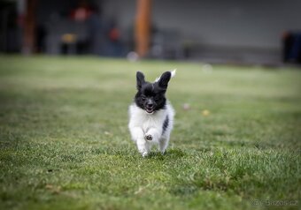 Papillon s PP - 9