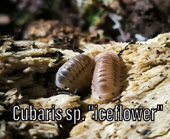 Isopody, chvostoskoci, mnohonožky, burzy, posílám - 9