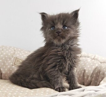 Mainská mývalí koťátka s PP - 9