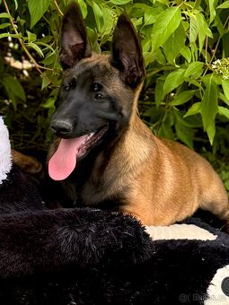 BELGICKÝ OVČÁK MALINOIS - ŠTĚŇATA - 9