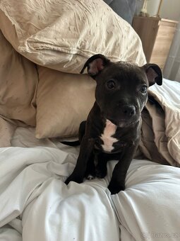 Stafordšírský bulteriér - 9