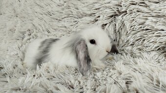Zakrslý beránek, králíček, králík - MINDY - 9