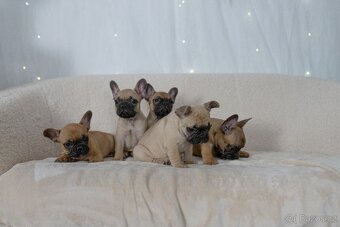 Francouzský buldoček - 9