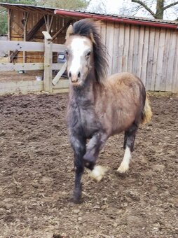 Welsh mountain pony sekce A - klisna - 9