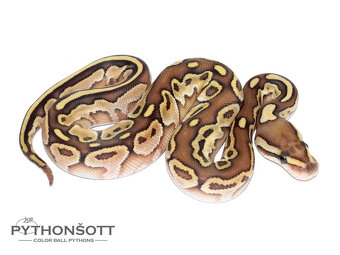 NOVĚ SNÍŽENÉ CENY - Krajta královská (python regius) - 9