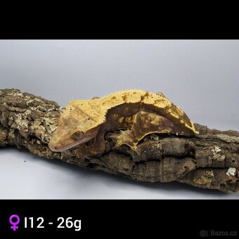 9.1 C. Ciliatus - 9