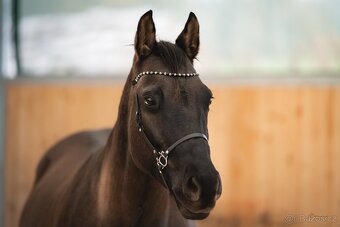 Grullo roan klisna American Quarter Horse, black homozygot - 9