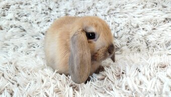 Zakrslý beránek, králíček, králík - JIJI - 9