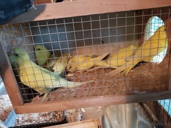 Andulka vlnkovaná - 9