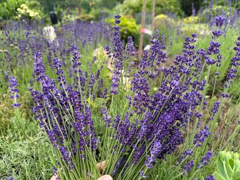 Levandule Bio čerstvě řezané - 9