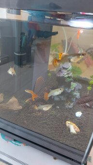 Akvarium s rybami - 9