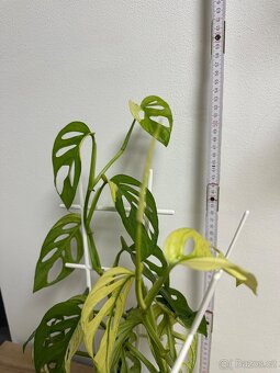 Monstera Adansonii Japanese Tricolor - 9