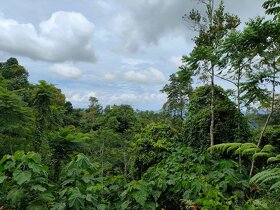 Farmy Kostarika Rio Claro - 9