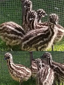 Emu hnědý mláďata - 9