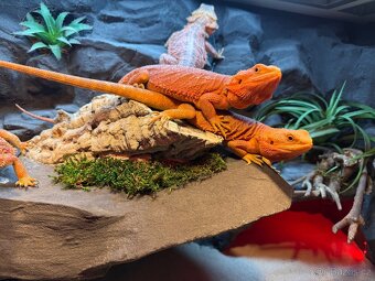 Agama vousatá samičky - 9