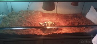 Želva+ terarium - 9