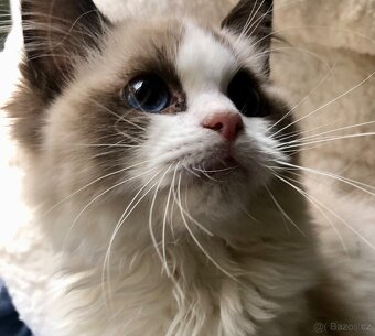 Ragdoll koťátka s PP(FIFE) - 9