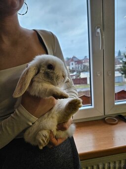Zakrslý králík - 9