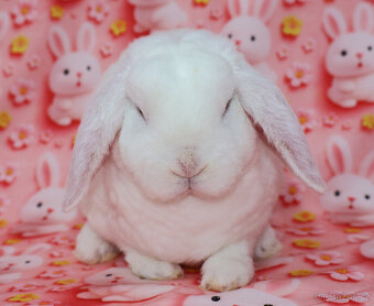 Zakrslý modrooký rex beránek , maličká samička - 9