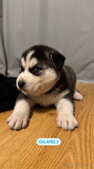 Sibiřský Husky - štěňátka - 9