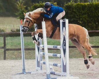 Klisna hafling - pony B do sportu - 9
