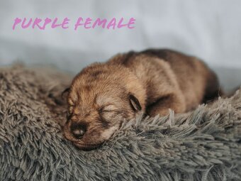 Saarloosův vlčák - prodej - 9