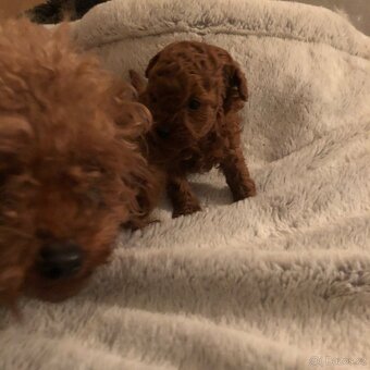 Toy pudl štěňátko s PP - 9