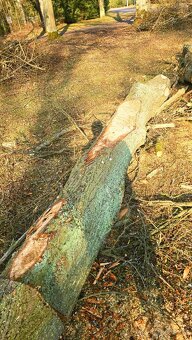 Lipové dřevo - kmeny - 9