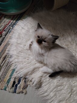 Koťátka s PP plemena Ragdoll - 9