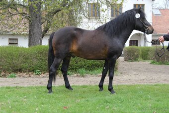Huculský hřebec, Hucul, malý kůň, pony, tobiano - 9