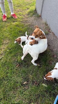 Jack Russel Terier - 9