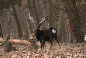 LÁNSKÁ OBORA V PROMĚNÁCH ČASU - 9