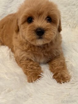 Maltipoo - 9