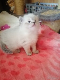 Ragdoll bez PP - 9