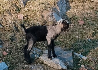 Kozlíci - 9