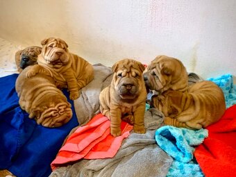 Sharpei , šarpej - 9