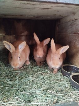 Burgundský králík - 9