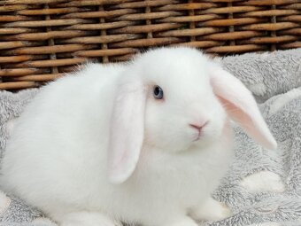 Kouzelná Miminka - Anglický Zakrslý Beránek MiniLop - 9