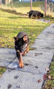 Německý ovčák - štěňata s PP - 9