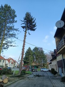 Rizikové kácení stromů - 9