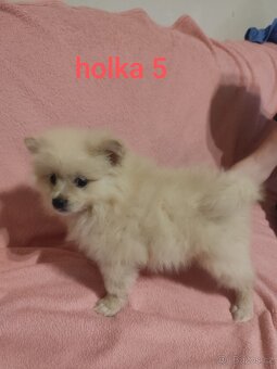 Špic pomeranian štěňátka - 9