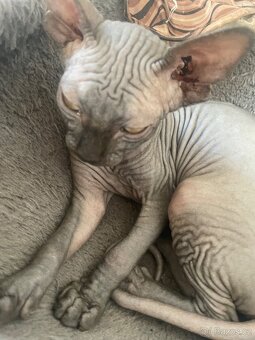 Kočičky Sphynx - 9