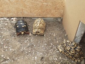 Želva uhlířská mláďata různé velikosti - 9
