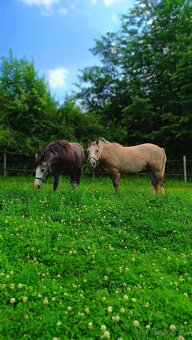 Valašek Český sportovní pony - 9