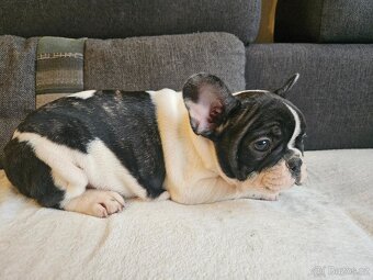 Francouzský buldoček - 9