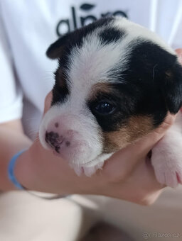 štěňata Jack Russell teriéra s PP - 9