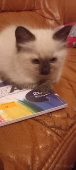Ragdoll koťata - 9