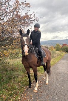 Líbivá 6-letá klisna - do konce roku cena dohodou - 9